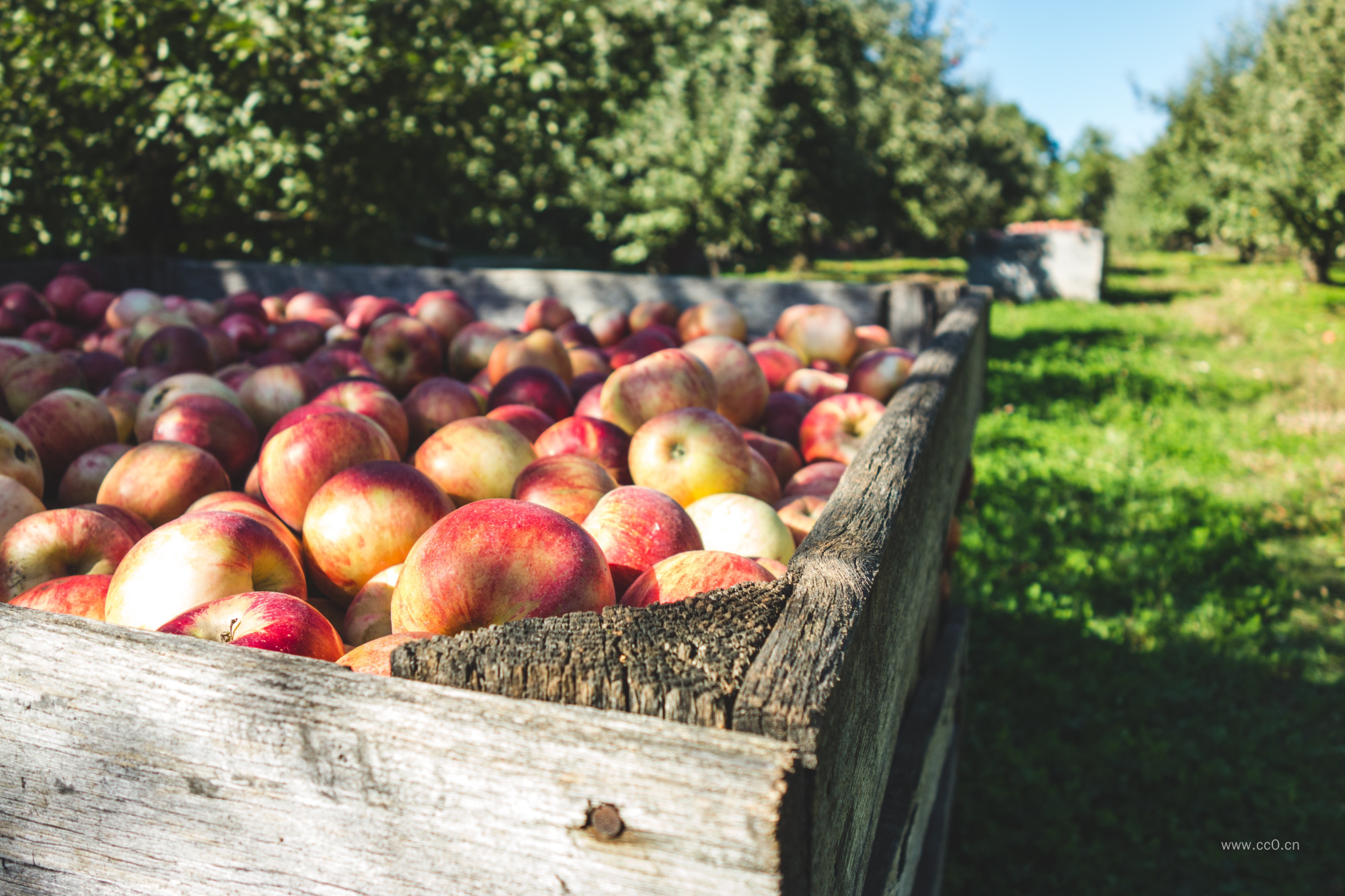苹果采摘 木箱里的苹果图片